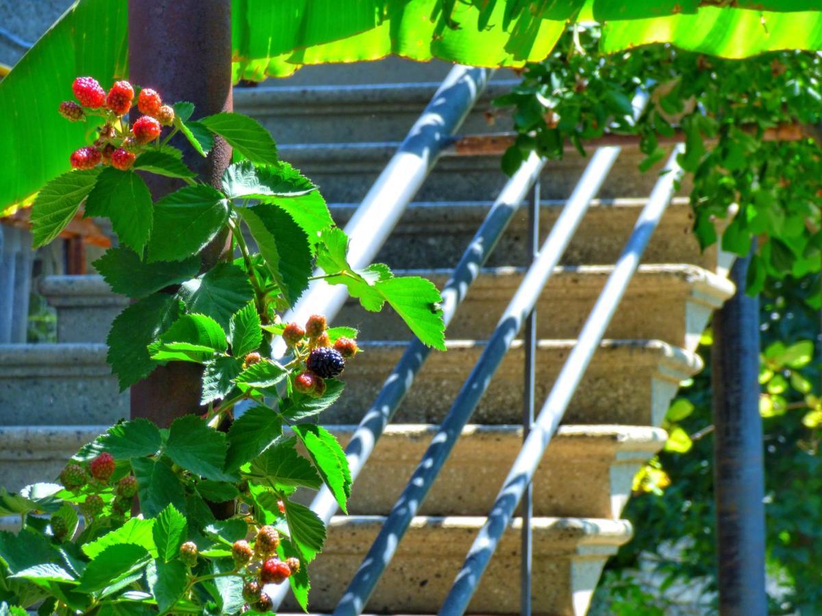 Veli Guest House • Საოჯახო Სასტუმრო Ველი Zemo Alvani Bagian luar foto